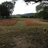 Limoland Pumpkin Patch photo