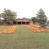 Limoland Pumpkin Patch photo