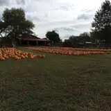 Limoland Pumpkin Patch photo