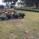 Limoland Pumpkin Patch photo