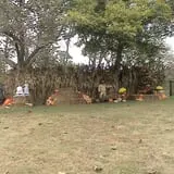 Limoland Pumpkin Patch photo
