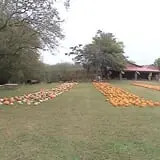 Limoland Pumpkin Patch photo