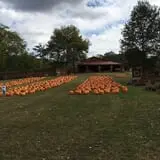 Limoland Pumpkin Patch photo