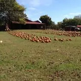 Limoland Pumpkin Patch photo