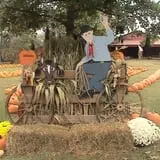 Limoland Pumpkin Patch photo