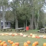 Limoland Pumpkin Patch photo