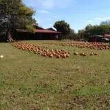 Limoland Pumpkin Patch photo