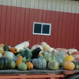 Maxwell's Pumpkin Farm photo