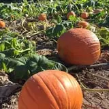 Maxwell's Pumpkin Farm photo