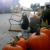 Maxwell's Pumpkin Farm photo