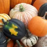 Maxwell's Pumpkin Farm photo