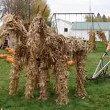 Maxwell's Pumpkin Farm photo