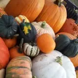 Maxwell's Pumpkin Farm photo