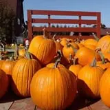 Maxwell's Pumpkin Farm photo