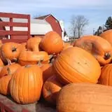 Maxwell's Pumpkin Farm photo