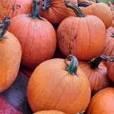 Maxwell's Pumpkin Farm photo