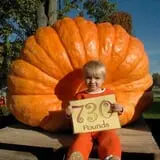 Maxwell's Pumpkin Farm photo