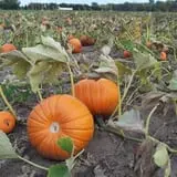 Maxwell's Pumpkin Farm photo