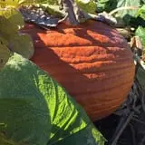 Maxwell's Pumpkin Farm photo