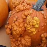 Maxwell's Pumpkin Farm photo