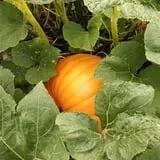 Maxwell's Pumpkin Farm photo