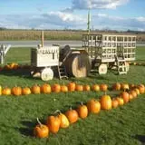 Maxwell's Pumpkin Farm photo