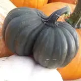 Maxwell's Pumpkin Farm photo
