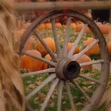 Maxwell's Pumpkin Farm photo