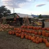 Munson Farms photo