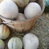 Munson Farms photo