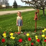 Dutch Farm Market photo
