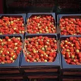 Dutch Farm Market photo