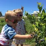 Dutch Farm Market photo