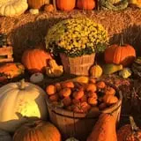 Hoefling's Pumpkin Patch & Corn Maze photo
