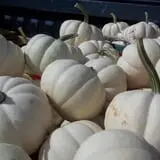 Hoefling's Pumpkin Patch & Corn Maze photo