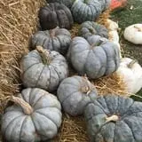 Hoefling's Pumpkin Patch & Corn Maze photo