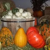 Hoefling's Pumpkin Patch & Corn Maze photo