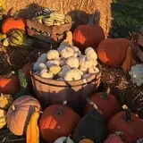 Hoefling's Pumpkin Patch & Corn Maze photo