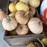 Hoefling's Pumpkin Patch & Corn Maze photo