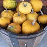 Hoefling's Pumpkin Patch & Corn Maze photo