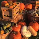 Hoefling's Pumpkin Patch & Corn Maze photo