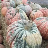 Hoefling's Pumpkin Patch & Corn Maze photo