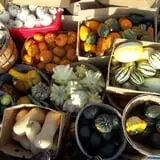 Hoefling's Pumpkin Patch & Corn Maze photo