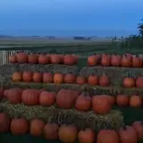Hoefling's Pumpkin Patch & Corn Maze photo