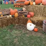 Hoefling's Pumpkin Patch & Corn Maze photo