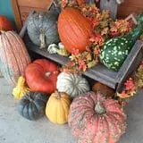 Hoefling's Pumpkin Patch & Corn Maze photo