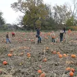 Hoefling's Pumpkin Patch & Corn Maze photo