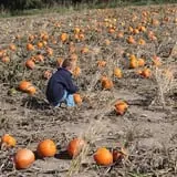 Hoefling's Pumpkin Patch & Corn Maze photo