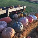 Hoefling's Pumpkin Patch & Corn Maze photo