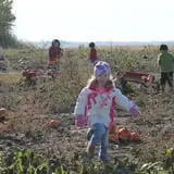 Hoefling's Pumpkin Patch & Corn Maze photo